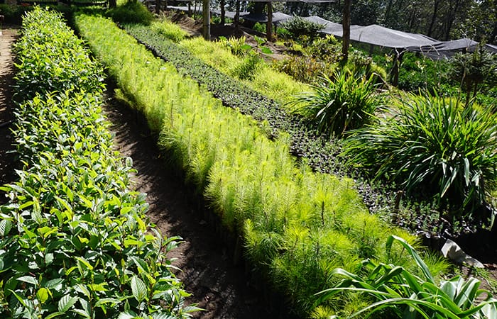 Agriculture-and-nursery