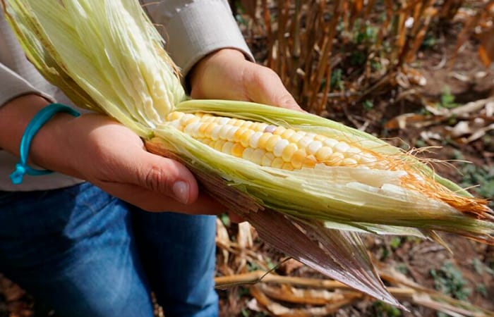 Use-of-biochar-for-maiz-cultivation